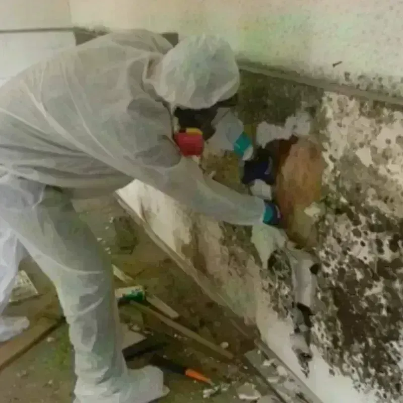 Mold Remediation and Removal in Laureles, TX